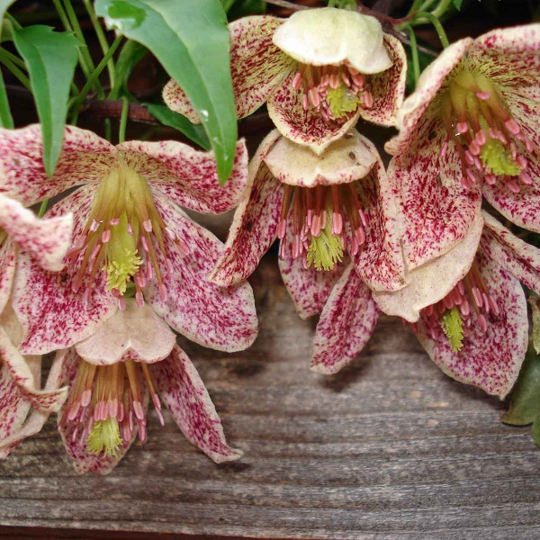 Clematis Advent Bells