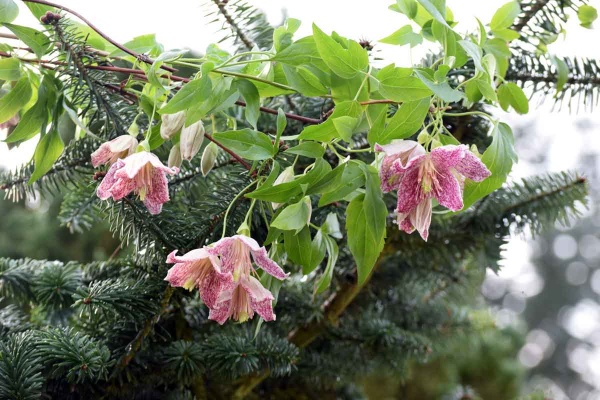 Clematis Advent Bells