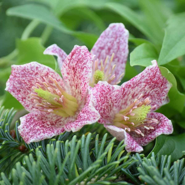 Clematis Advent Bells