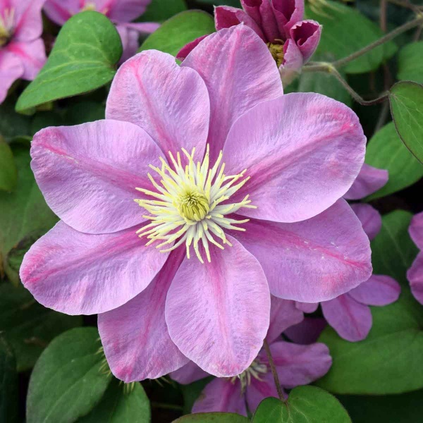 clematis出品 Windmill Clematis Vines in Pot - Multicolor Blooms, Upright