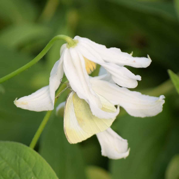 Clematis Alba (integrifolia)