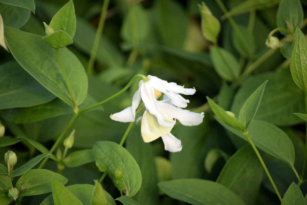 Clematis Alba (integrifolia)