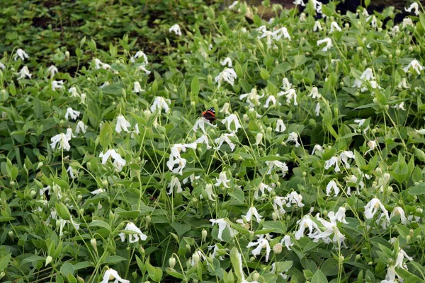 Clematis Alba (integrifolia)