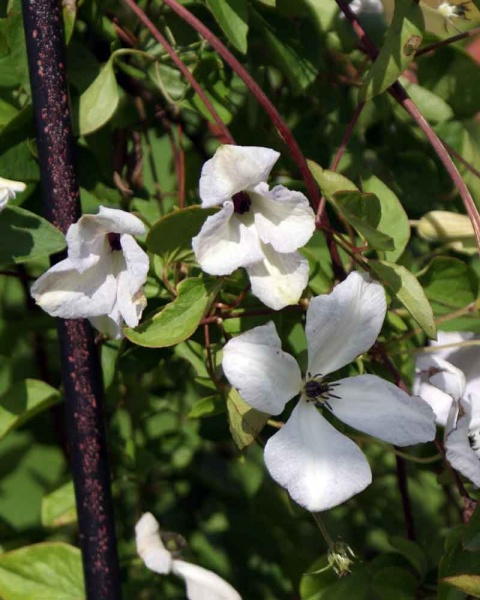 Clematis Alba Luxurians