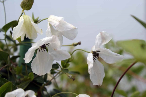 Clematis Alba Luxurians