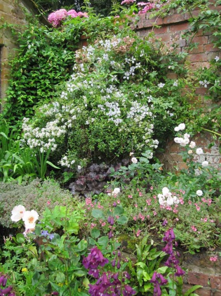 Clematis Alba Luxurians