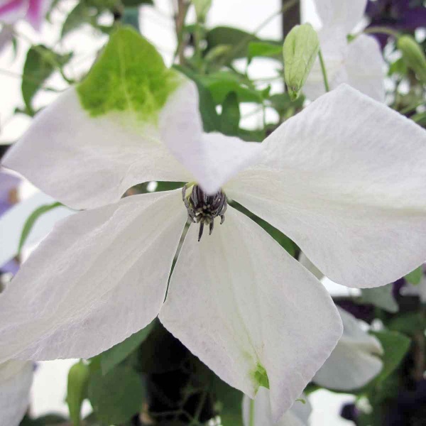 Clematis Alba Luxurians