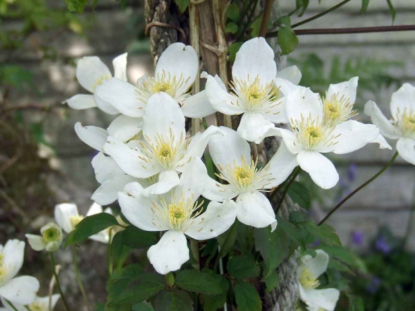 Clematis Alba (montana var. montana)