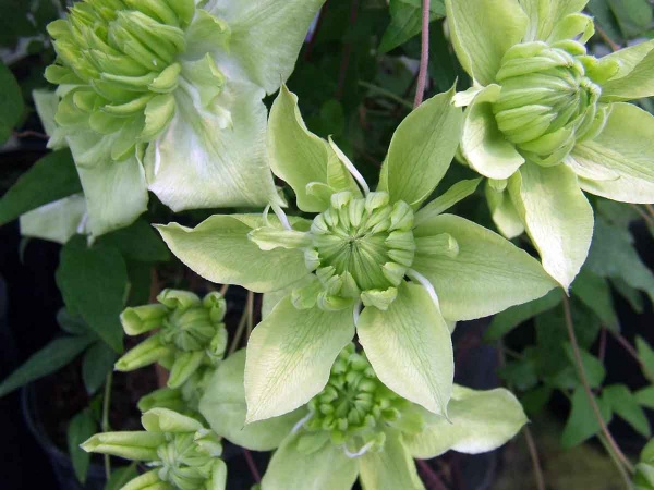 Clematis Alba Plena (florida var flore-plano 'Plena')