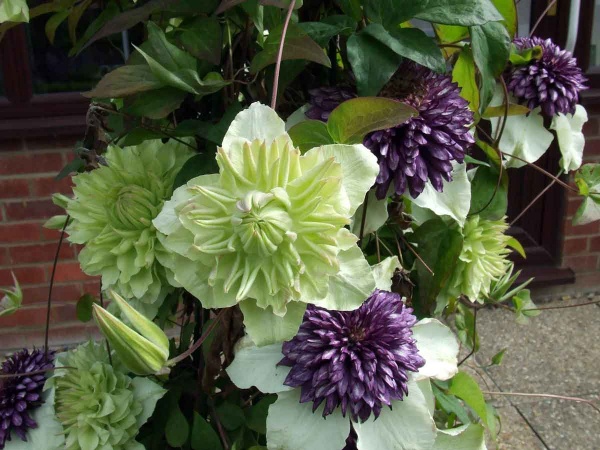 Clematis Alba Plena (florida var flore-plano 'Plena')