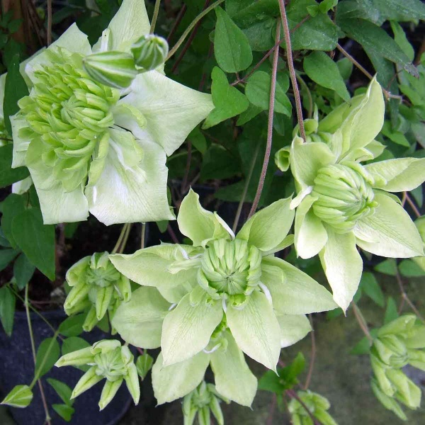 Clematis Alba Plena (florida var flore-plano 'Plena')