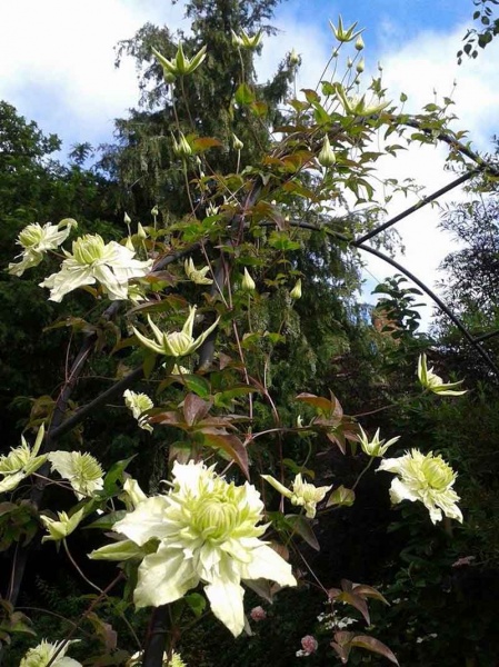 Clematis Alba Plena (florida var flore-plano 'Plena')