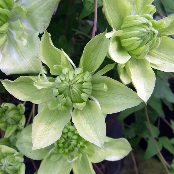 Clematis Alba Plena (florida var flore-plano 'Plena')