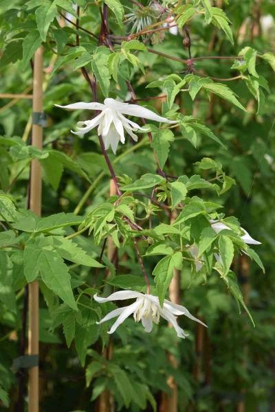 Clematis Albina Plena