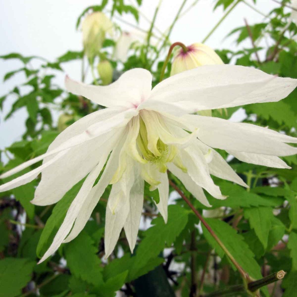 Clematis Albina Plena