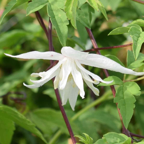 Clematis Albina Plena