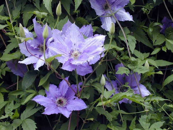 Clematis Alice Fisk