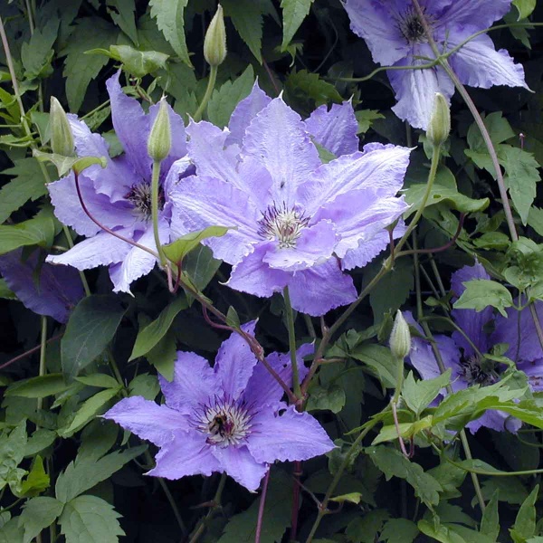 Clematis Alice Fisk