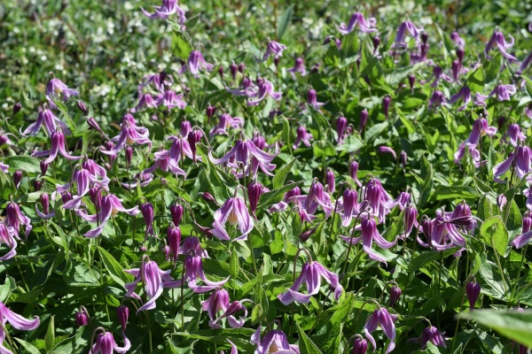 Clematis Andante