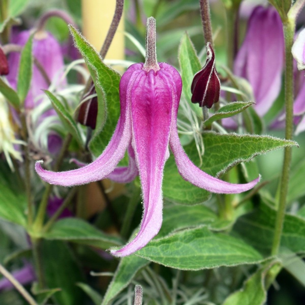 Clematis Andante