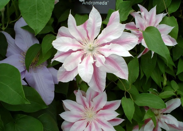 Clematis Andromeda