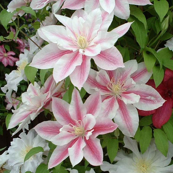 Clematis Andromeda