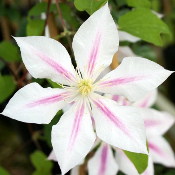 Clematis Andromeda