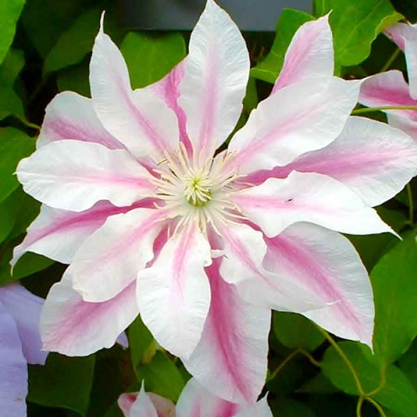 25 Double White Pink Clematis Seeds - Perennial Bloom Climbing Plumeria Flower