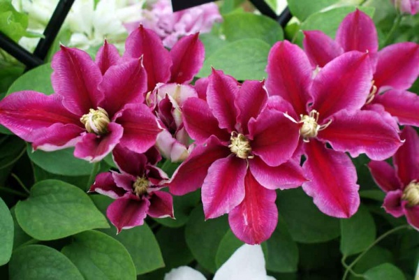 Clematis ANGELA 'Zoang'