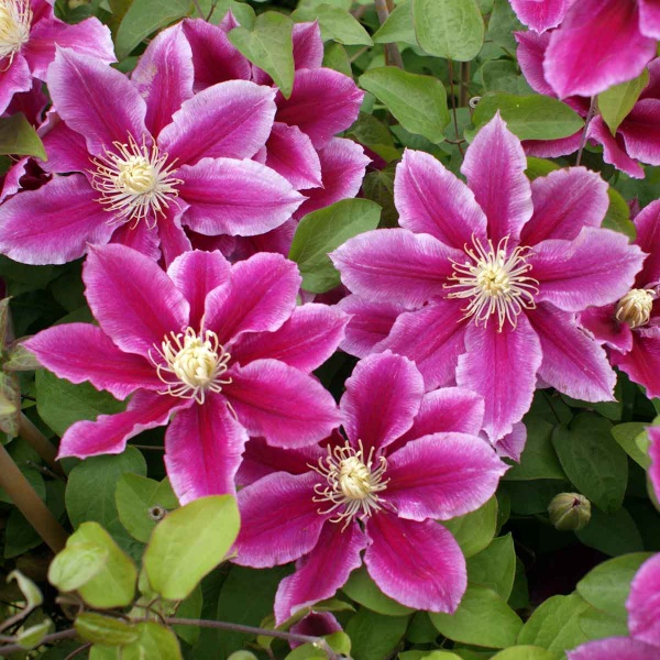 Clematis ANGELA 'Zoang'
