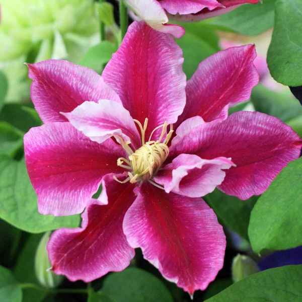 Clematis ANGELA 'Zoang'