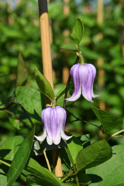 Clematis ANNABELLA 'Zo08169'