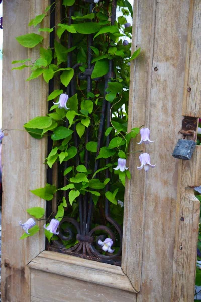 Clematis ANNABELLA 'Zo08169'