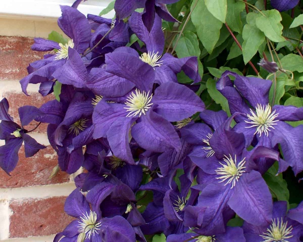 Clematis Aotearoa