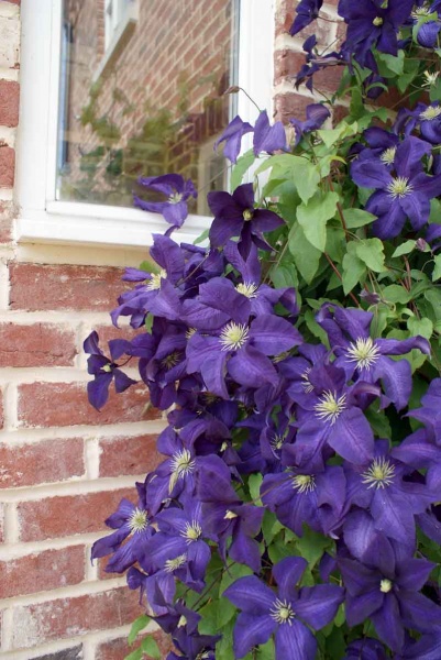 Clematis Aotearoa