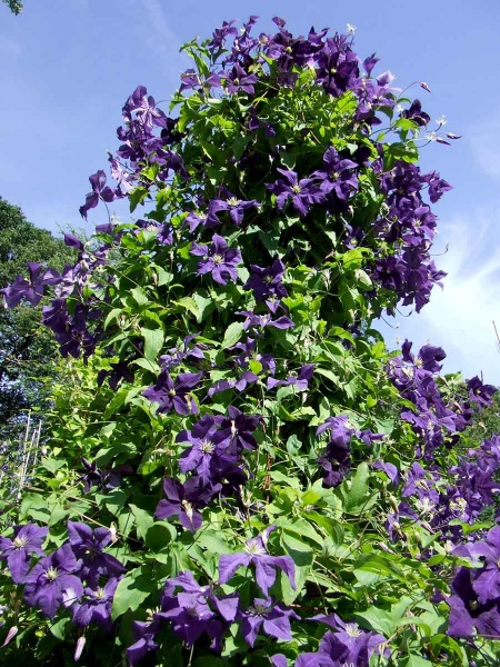 Clematis Aotearoa