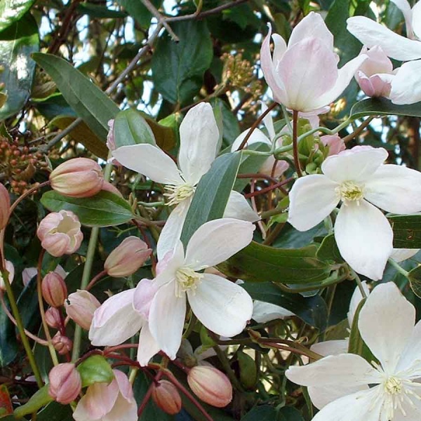 Clematis Apple Blossom