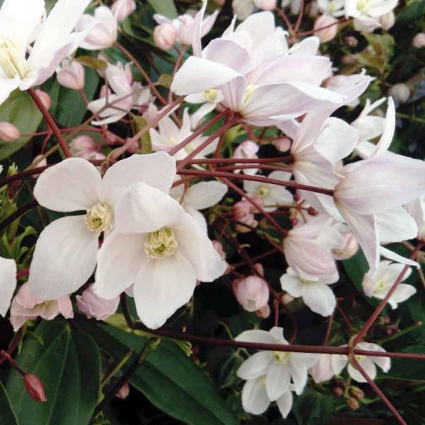 Clematis Apple Blossom