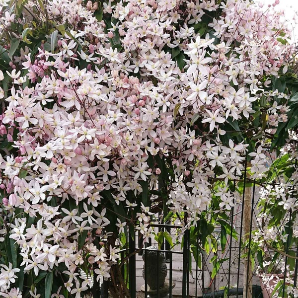 Clematis Apple Blossom