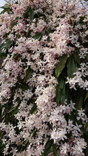 Clematis Apple Blossom