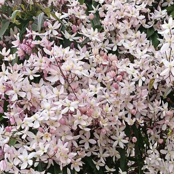 Clematis Apple Blossom