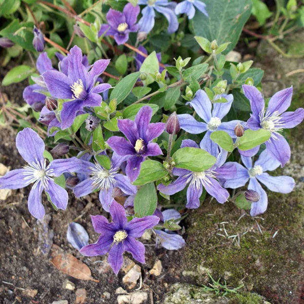 Clematis Arabella