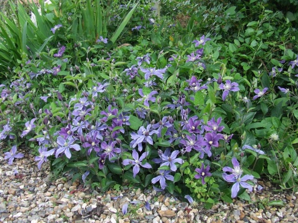 Clematis Arabella