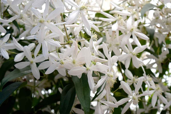 Clematis armandii