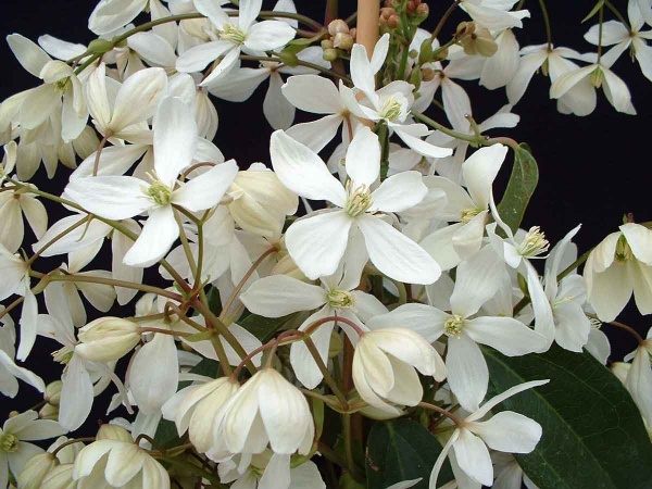 Clematis armandii