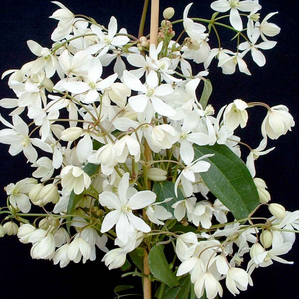 Clematis armandii