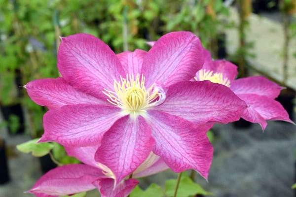 Clematis Asao