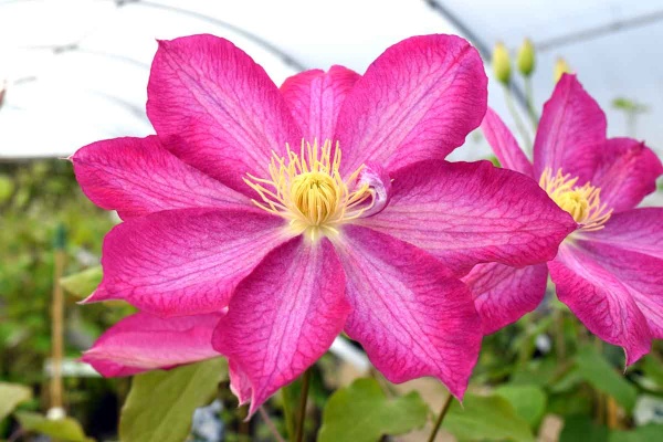 Clematis Asao