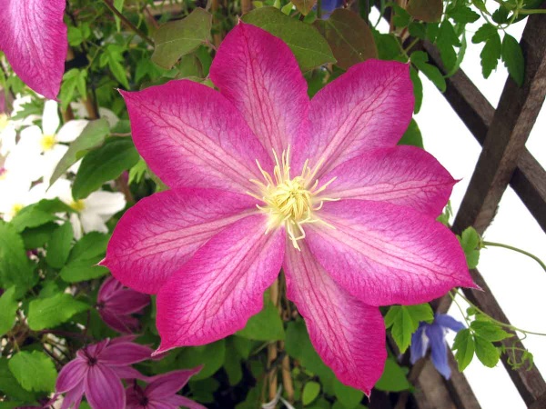 Clematis Asao