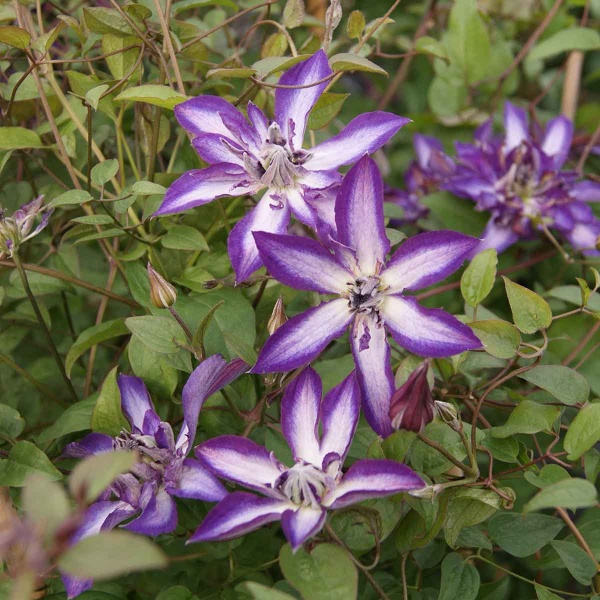 Clematis ASTRA NOVA 'Zo09085'